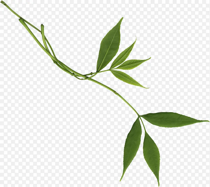 绿色植物装饰PNG图片素材下载_图片编号8884753-PNG素材网