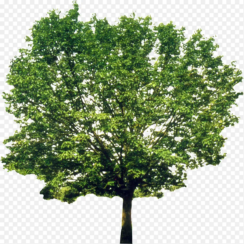 绿色植物背景树木图片PNG图片素材下载_图片编号8884761-PNG素材网