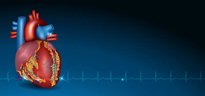 医疗心脏模型图片