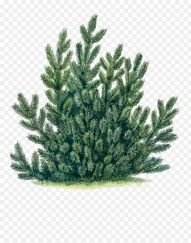 植物 灌木PNG图片素材下载_图片编号8888011-PNG素材网
