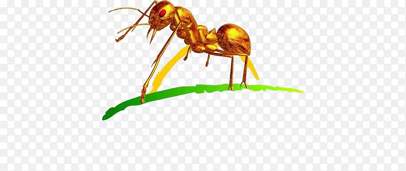 金色小蚂蚁