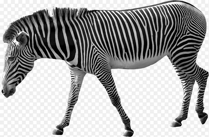 黑白斑马动物高清