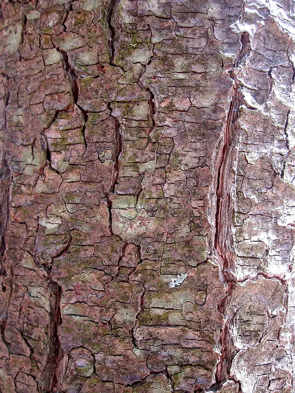 带裂纹的树皮背景