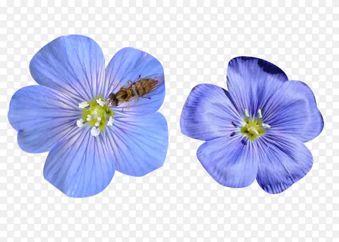 蜜蜂与亚麻籽花图片素材