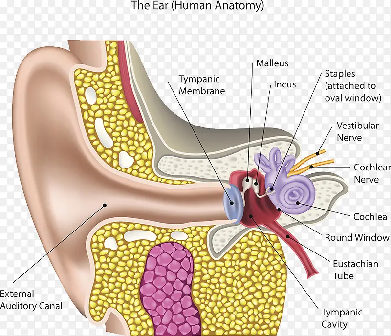 耳朵细胞结构