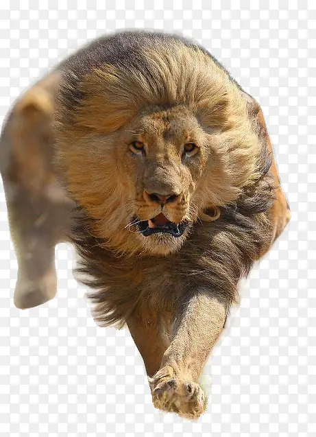 奔放的勇猛狮子