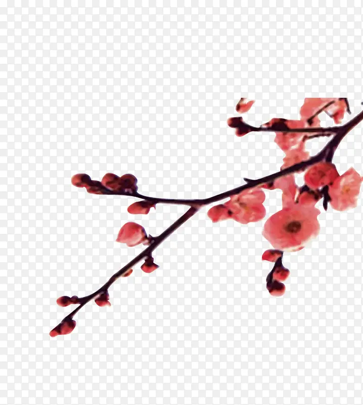 一枝红杏PNG图片素材下载_图片编号8905689-PNG素材网