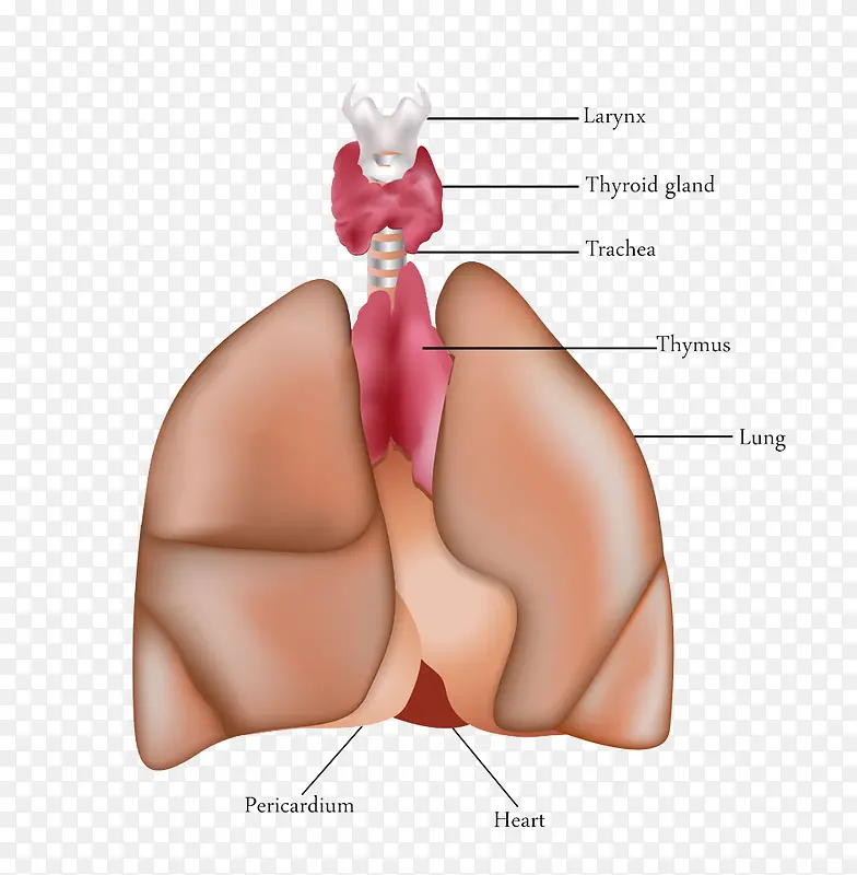 人体肺与气管