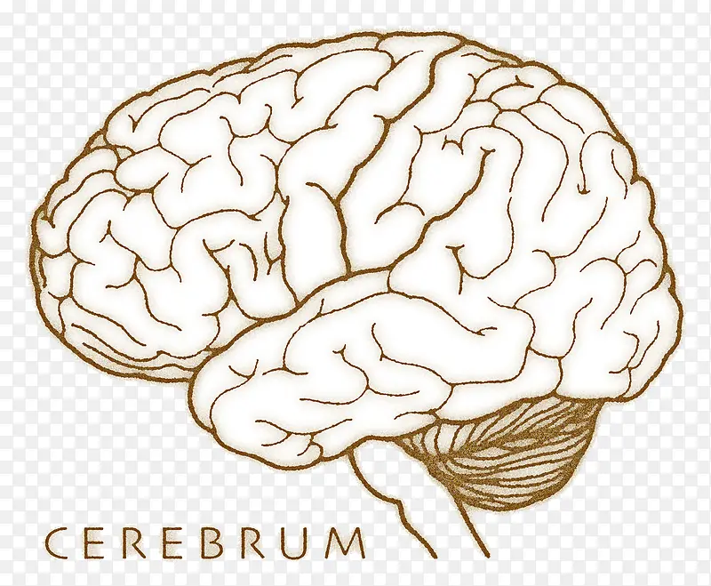 cerebrum大脑器官教学图