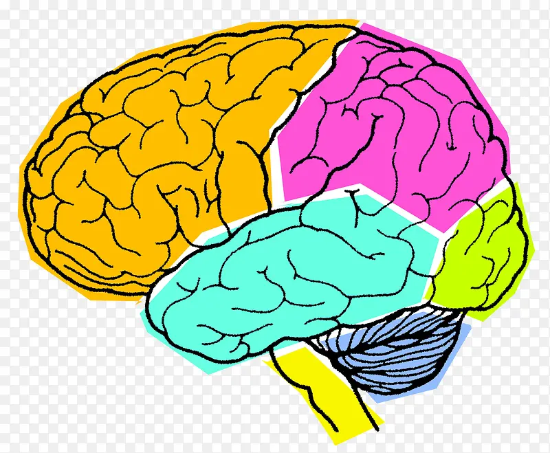 彩色人体器官大脑示意图