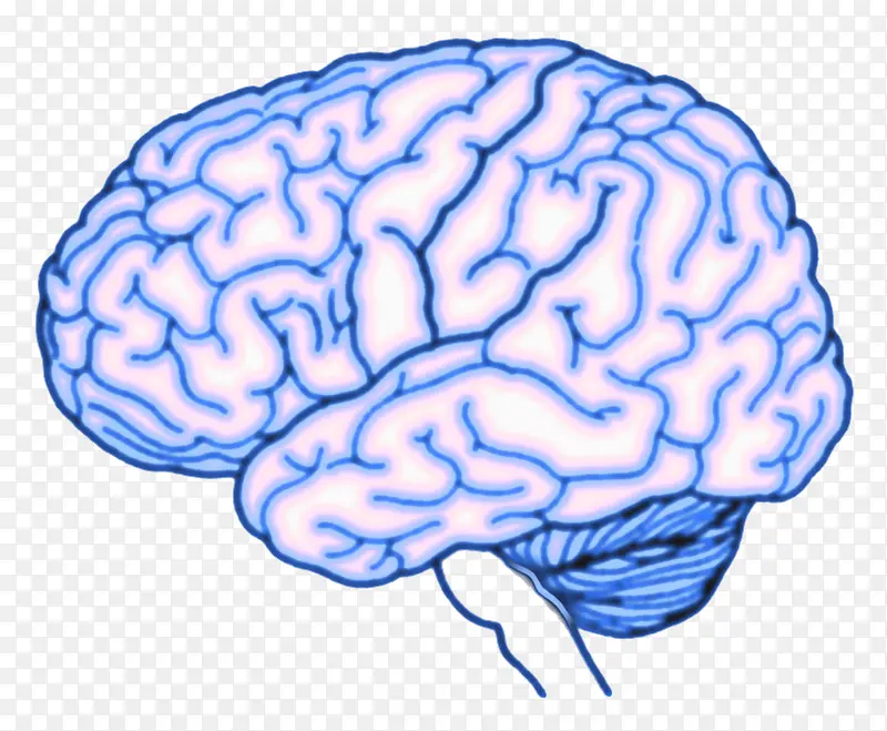 大脑人体器官平面图