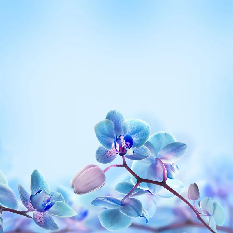 蓝色蝴蝶兰花朵海报背景