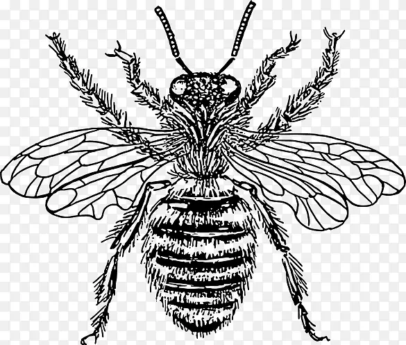卡通线条蜜蜂