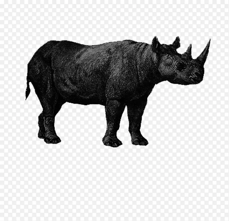 动物 手绘黑白 犀牛
