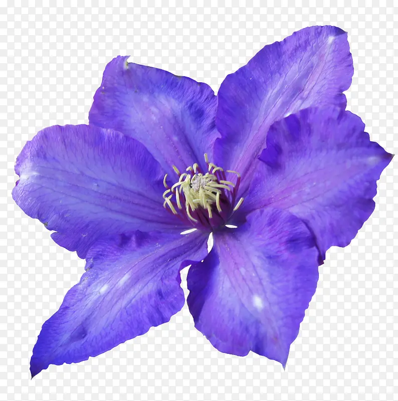 紫色鲜花花卉