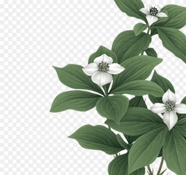 绿色树枝小白花装饰图案