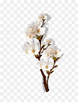 白花树枝花朵