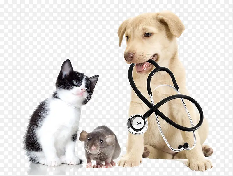 听诊器和动物们