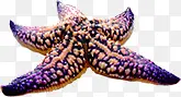 紫色海洋海星生物