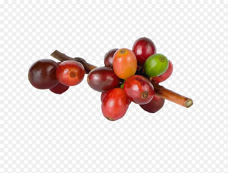 咖啡树豆子图片素材