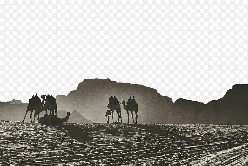 沙漠骆驼黑白背景