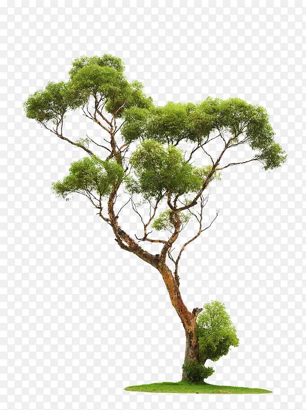 一颗分叉了的成年绿树