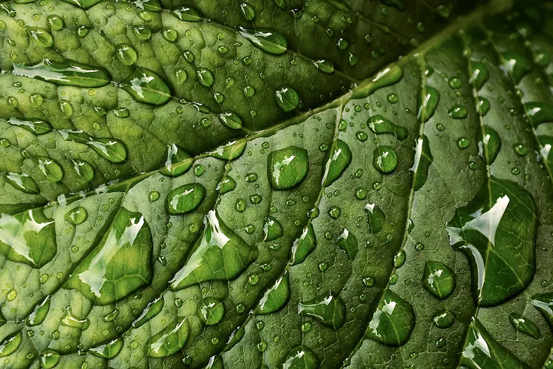绿叶上的透明水珠