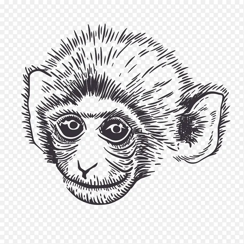 矢量素描猴子