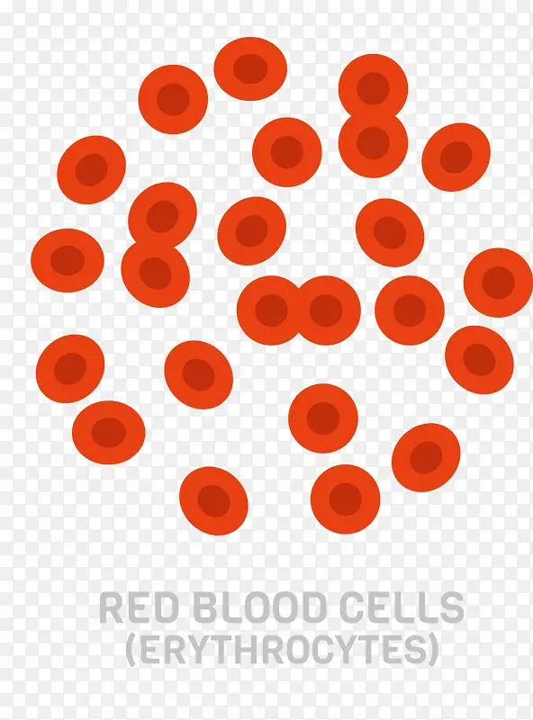 矢量大批红细胞