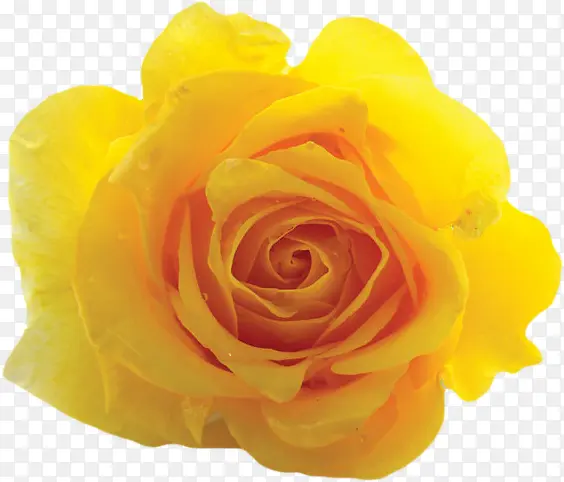 灿烂的黄玫瑰
