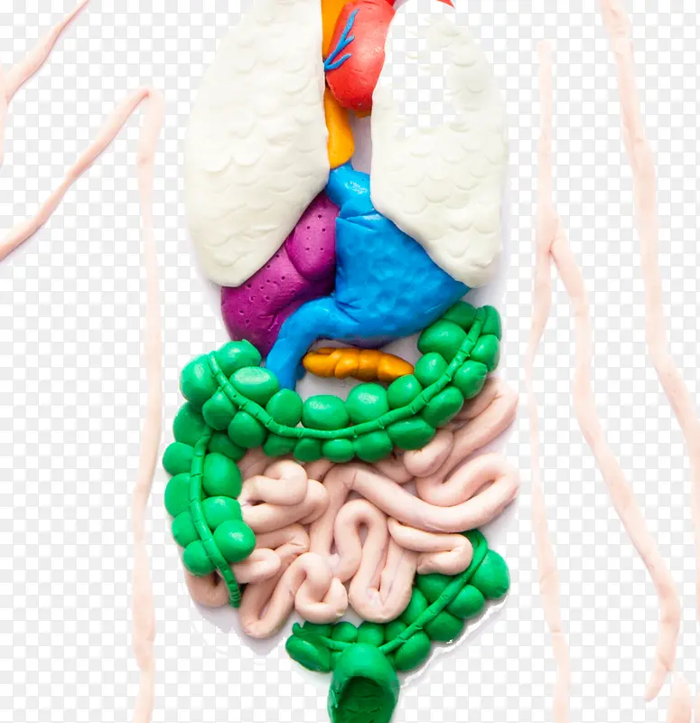 彩绘人体器官