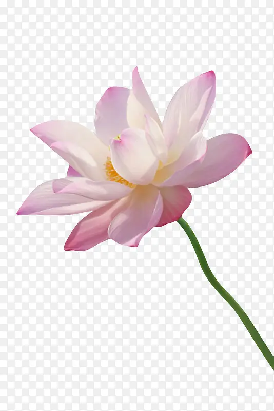 粉红色纯洁的印度国花水芙蓉实物