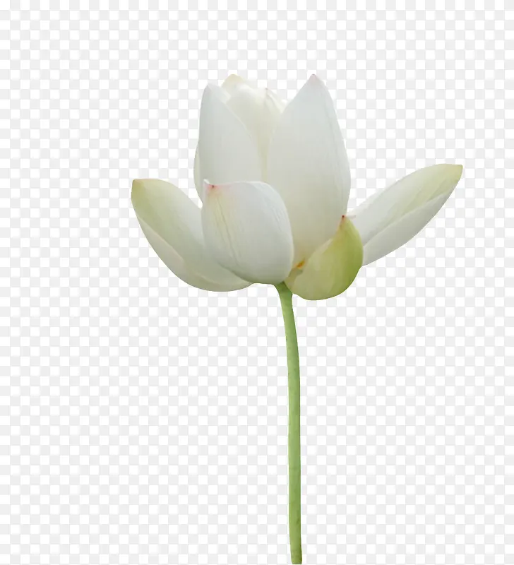 白色纯洁的印度国花水芙蓉实物
