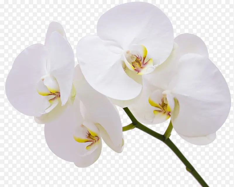 白花、蝴蝶兰