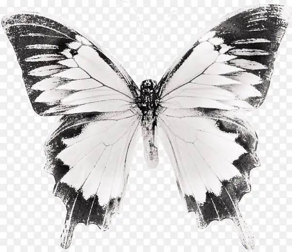 白色翅膀的蝴蝶