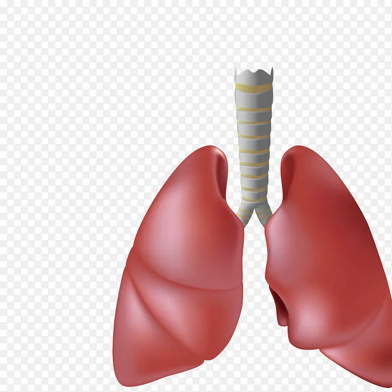 3d肺部假模图