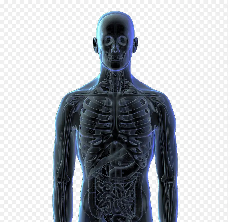 人体3d立体透视图