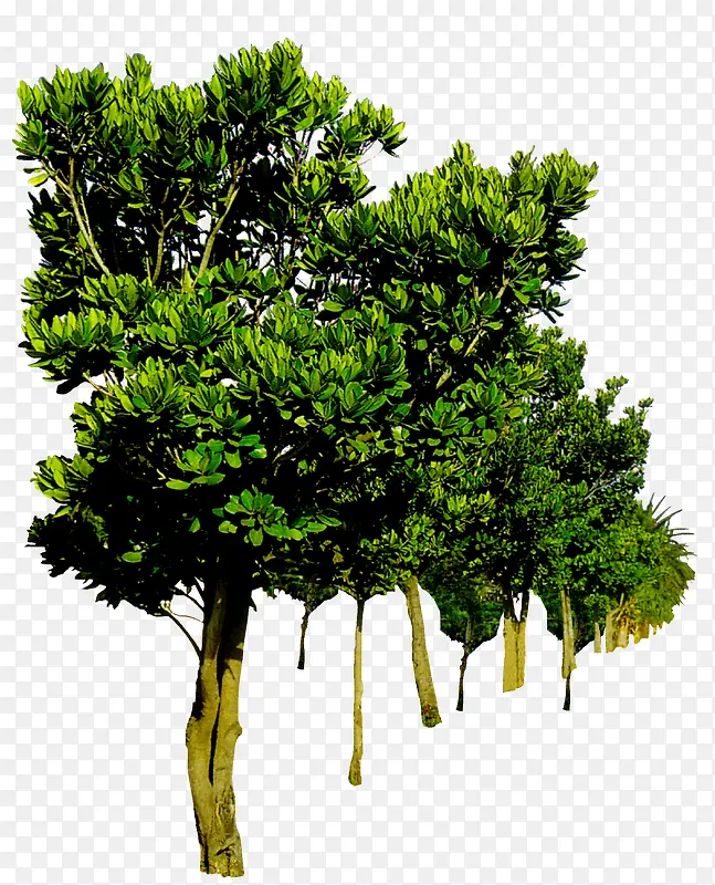 园林设计景观榆树
