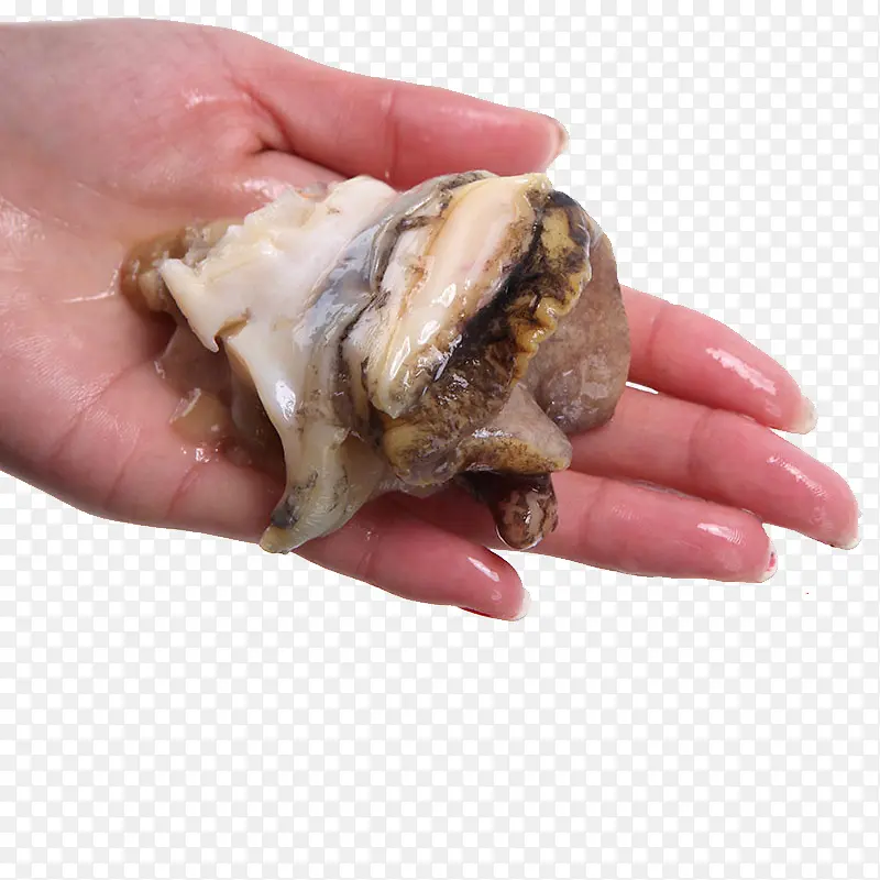 海螺头肉