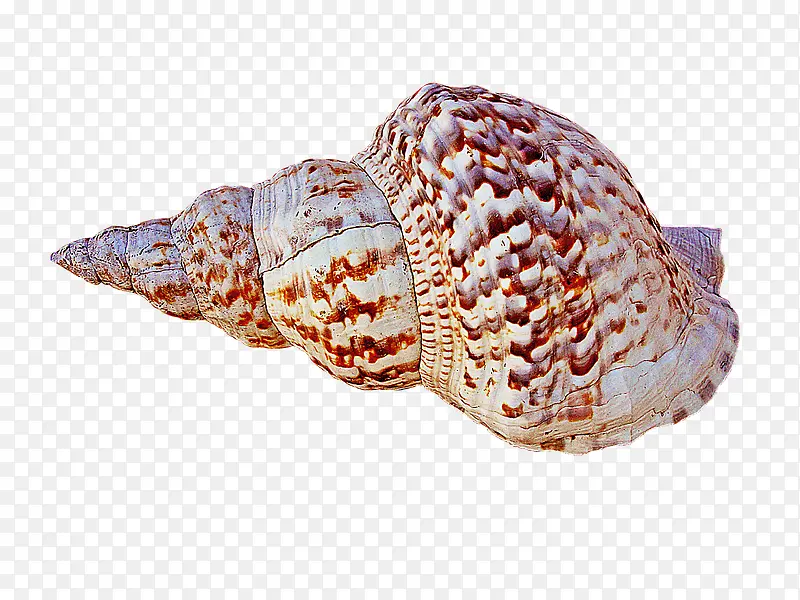 一个海螺
