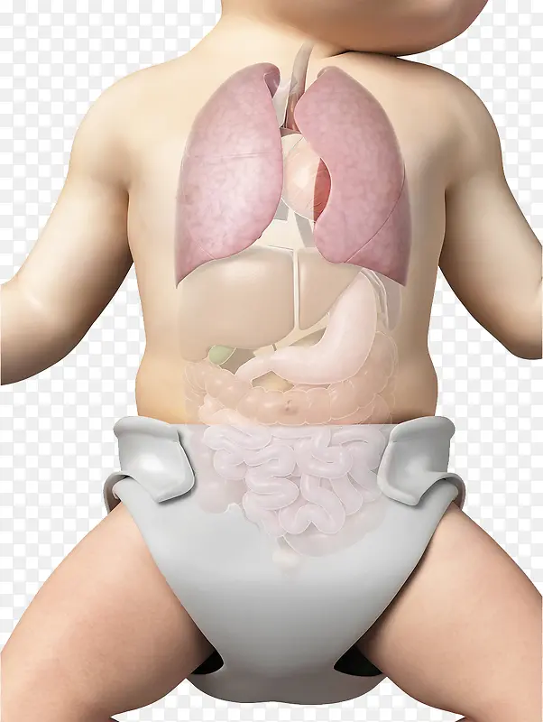 婴儿器官