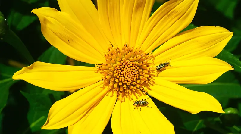 高清黄色花朵蜜蜂