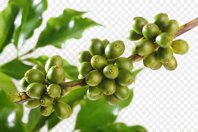 绿色咖啡豆