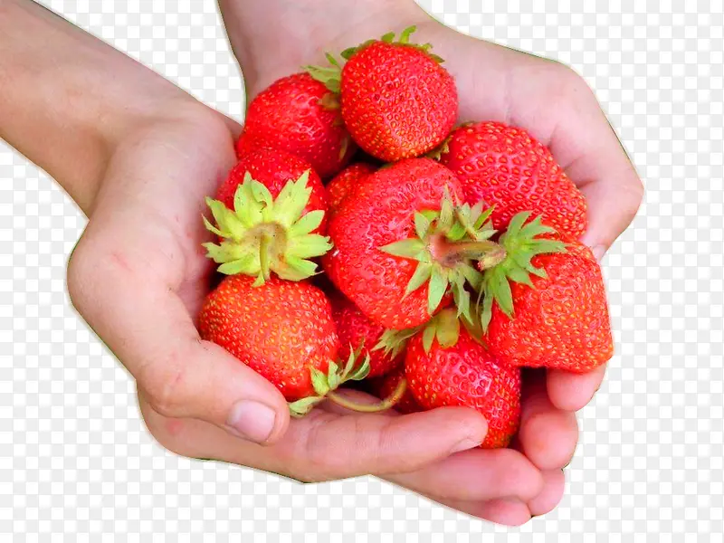 手里的草莓采摘图片素材
