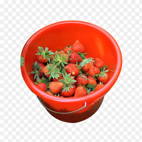 草莓采摘一桶图片