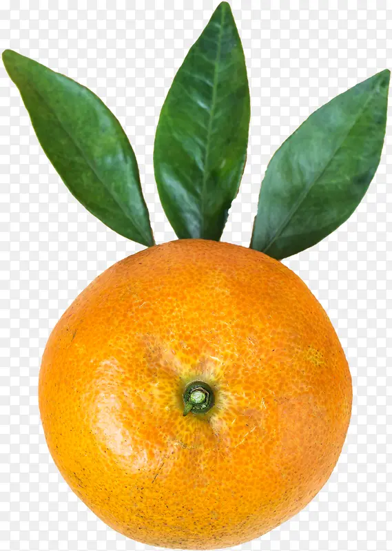 一个新鲜橘子