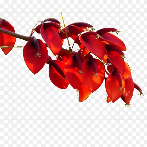红色刺桐花PNG
