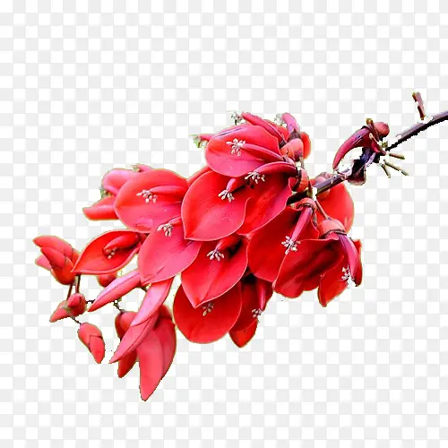 红色刺桐花PNG