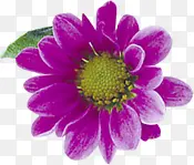 紫色鲜艳花朵装饰