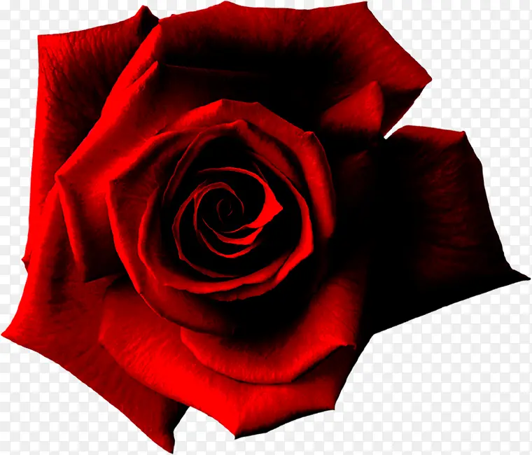 红色玫瑰哥特王朝海报
